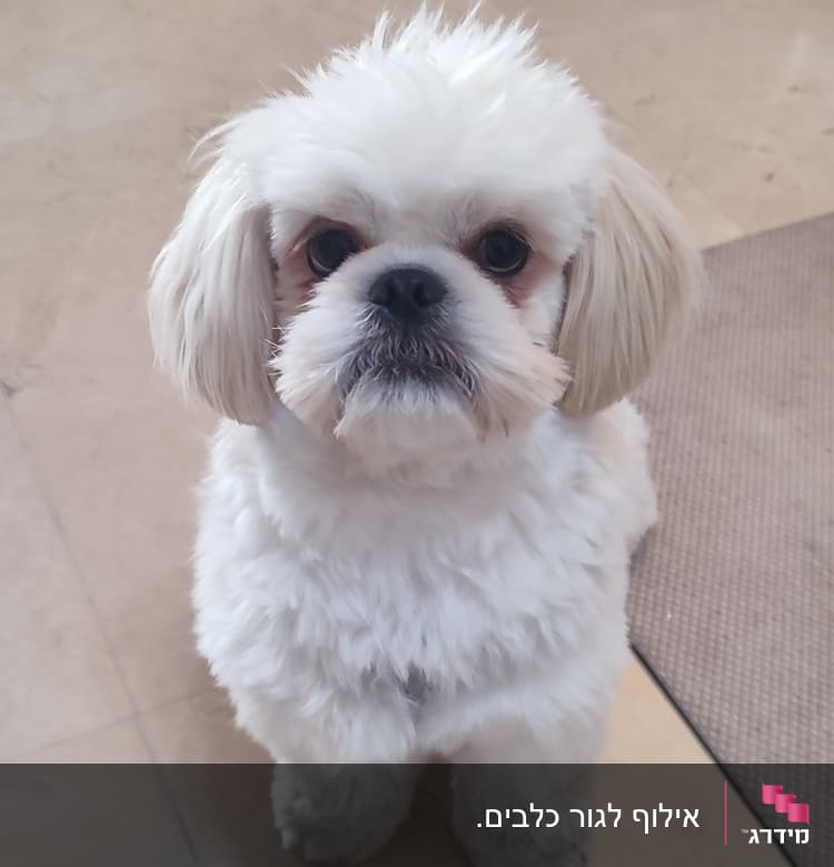 כלב קטן יושב על רצפה ליד כלוב אימון